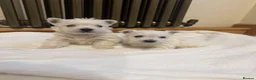 West Highland Terrier dogs for sale: KC Westies  - Advert 3