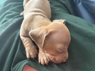 Dachshund dogs Beautiful dacshund puppies for sale - Advert 5