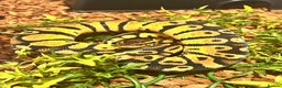 Python Snake reptiles for sale: 3 male ball python  - Advert 3