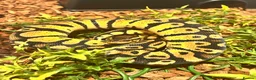 Python Snake reptiles for sale: 3 male ball python  - Advert 3