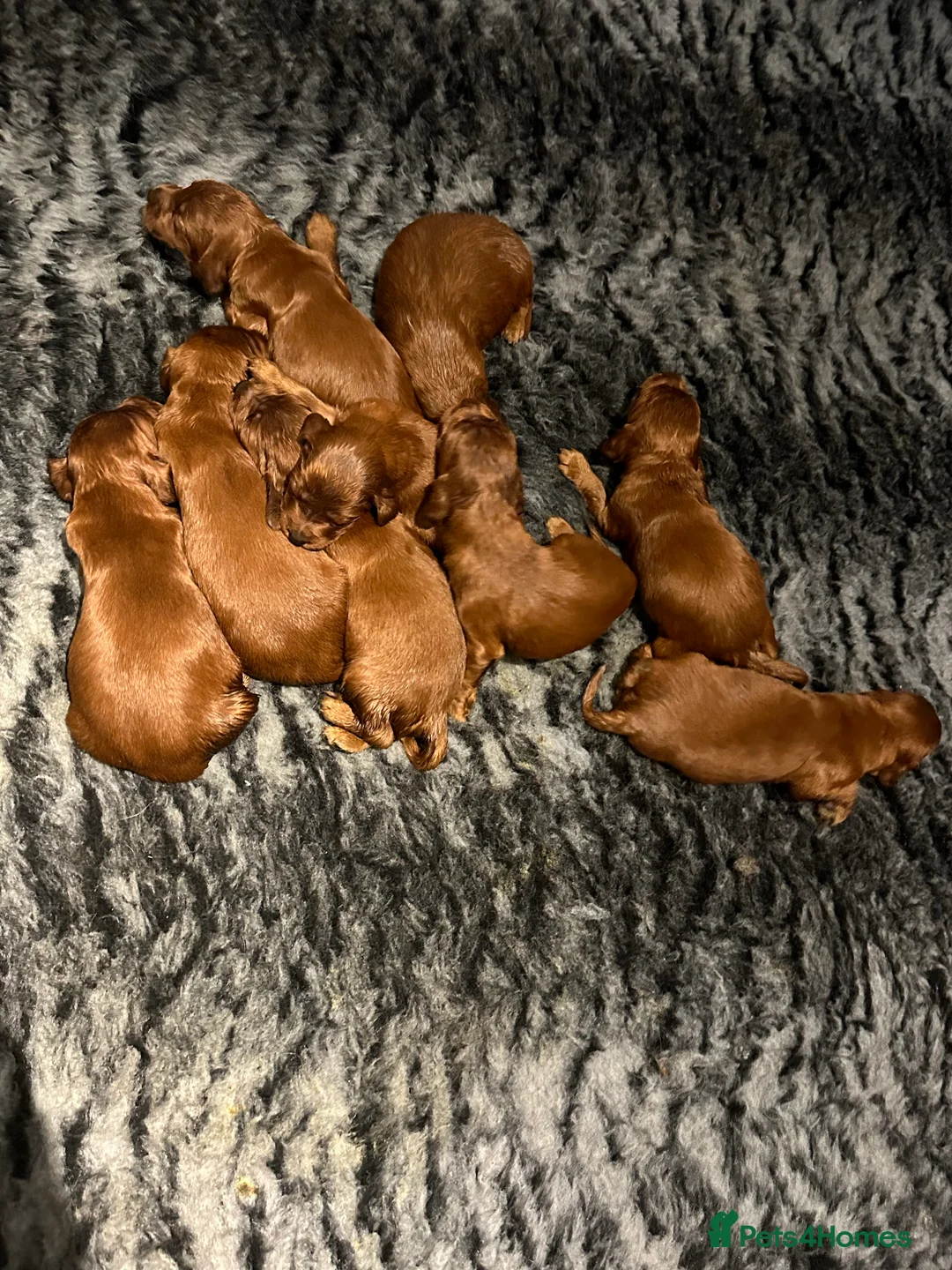 Irish Setter dogs for stud: Deep Red Health Tested STUD in Bewdley - Advert 4