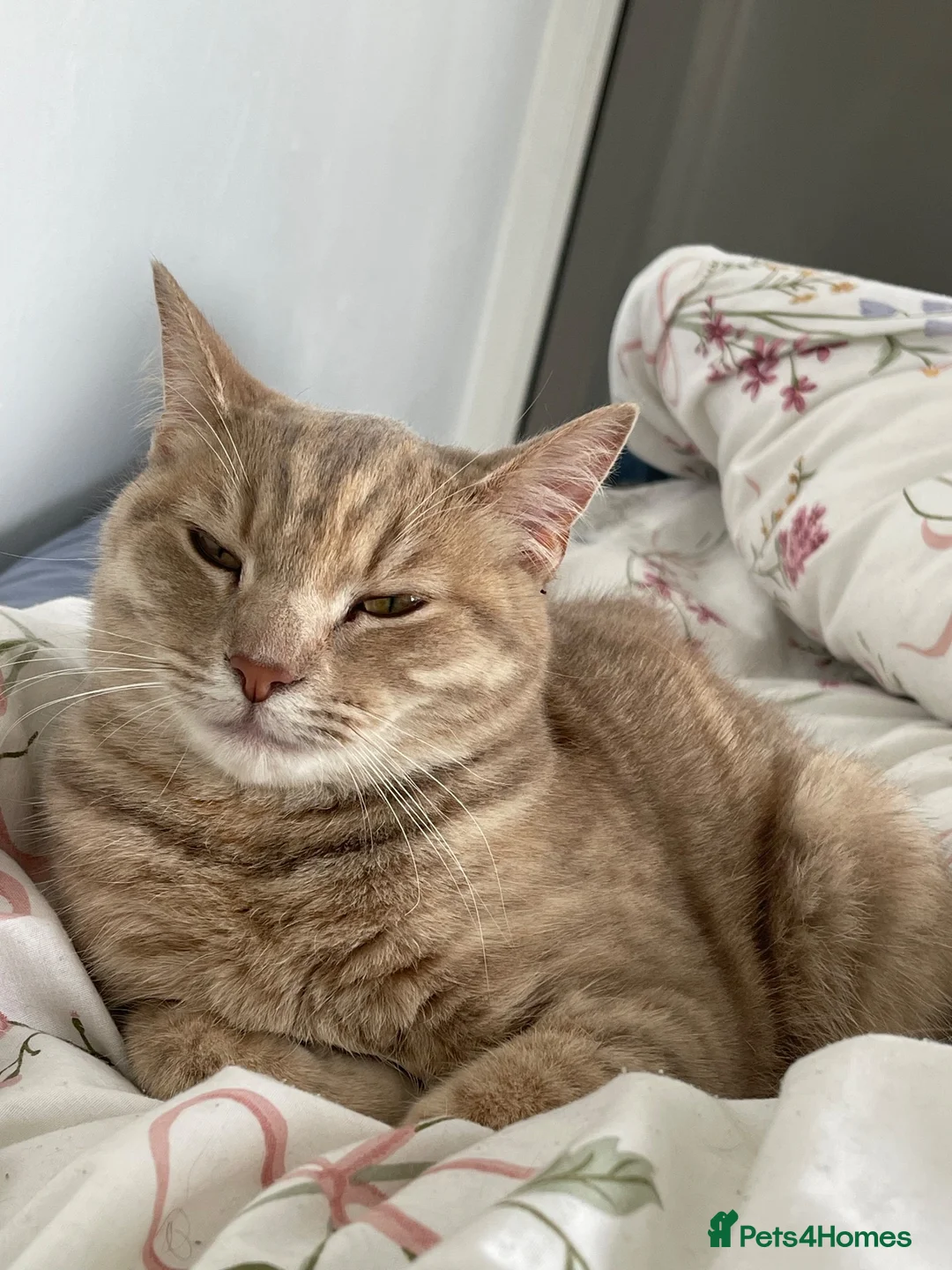 Mixed Breed cats for sale: Coco (British shorthair) x (Persian x Angola) - Advert 2