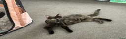 Mixed Breed cats for sale: 5 Tortoise shell kittens - Advert 7