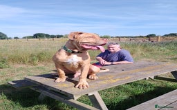 Mixed Breed dogs for sale: 7 months old male douge de Bordeaux x  - Image 2