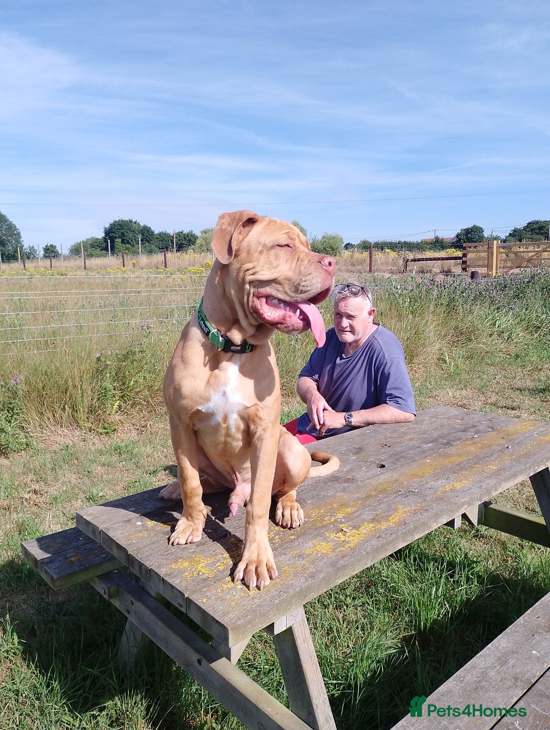 Mixed Breed dogs for sale: 7 months old male douge de Bordeaux x  - Image 2