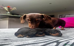 Miniature Dachshund dogs for sale: KC short haired miniature Black and Tan puppies - Image 3