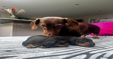 Miniature Dachshund dogs - Advert 16