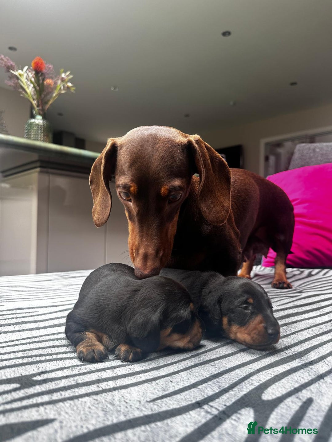 Miniature Dachshund dogs for sale: KC short haired miniature Black and Tan puppies - Image 3