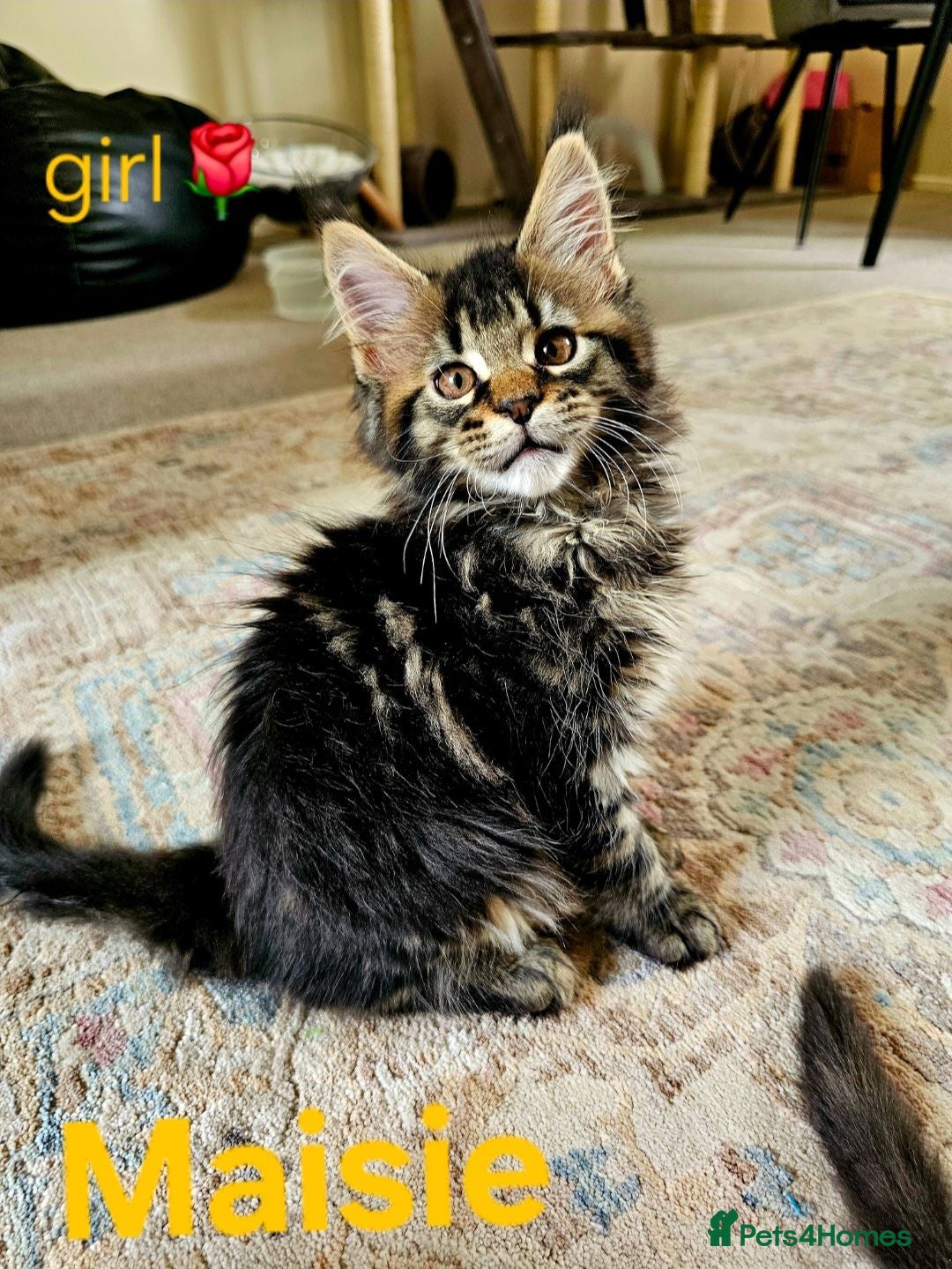 Maine Coon cats ✨ Meet Our Magnificent Maine Coon Kittens ✨ - Advert 11