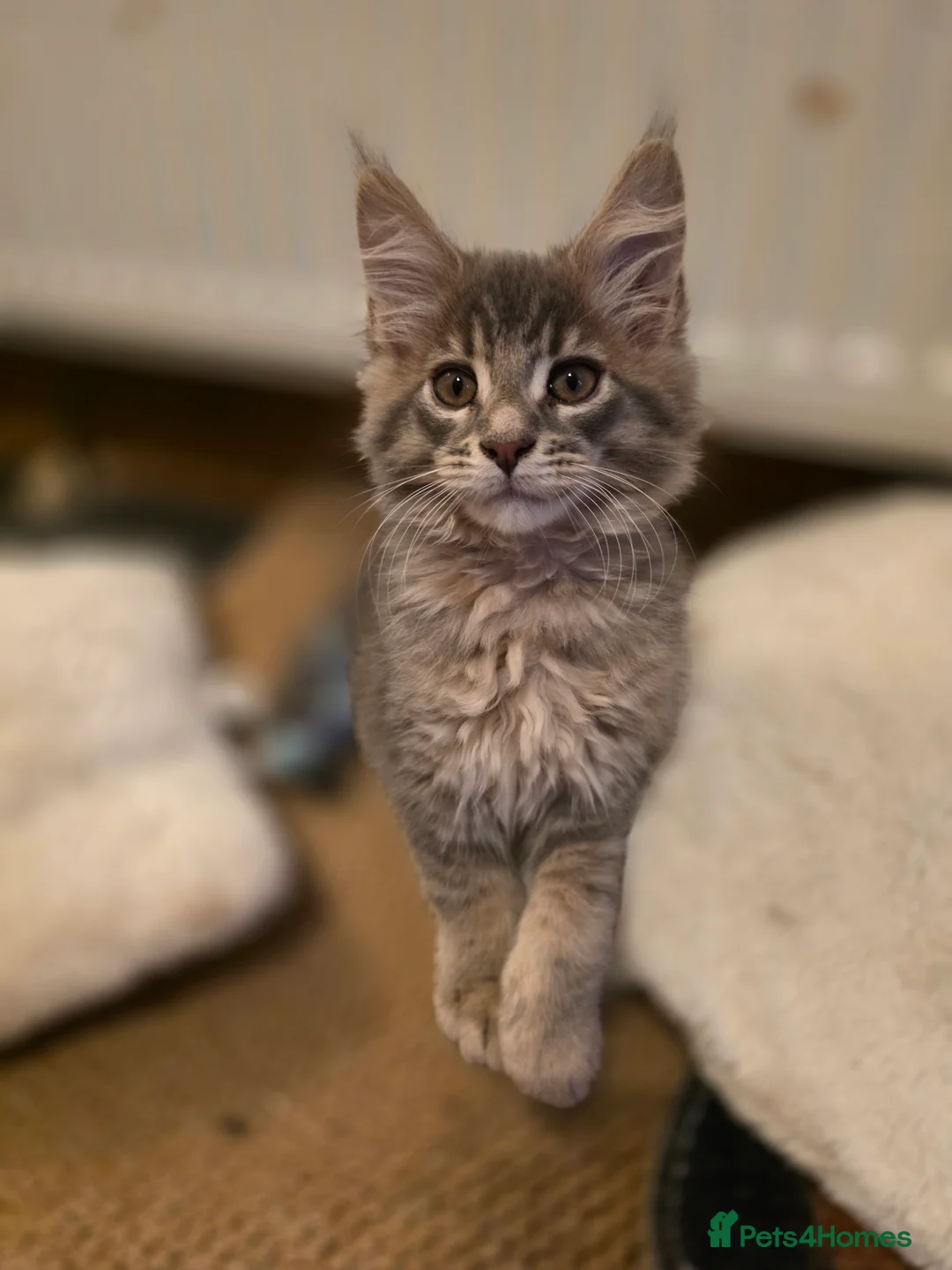 Maine Coon cats for sale: Beautiful Maine Coon Kittens 3 boys/ 2 girl  - Advert 29