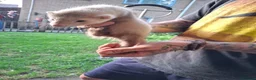 Ferret rodents for sale: Baby boy ferrets for sale in Oakham - Advert 9