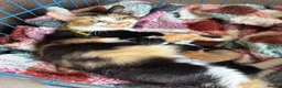 Mixed Breed cats for sale: Two fluffy kittens available now!  - Advert 2
