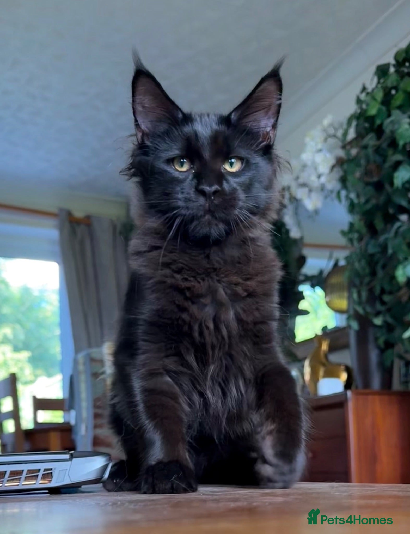 Maine Coon cats XXL kittens Tica ❤️ - Advert 1