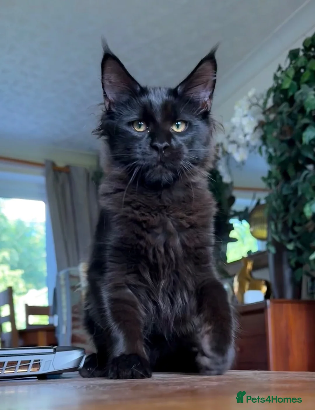 Maine Coon cats for sale: XXL kittens Tica ❤️ - Advert 2