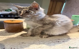 Maine Coon cats for sale: Reduced! Last Female Kitten - ready now!  - Image 7