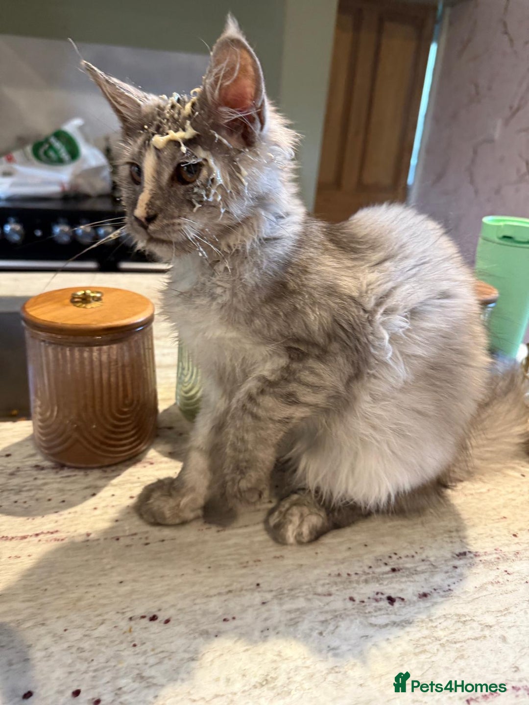 Maine Coon cats for sale: Reduced! Last Female Kitten - ready now!  - Image 7