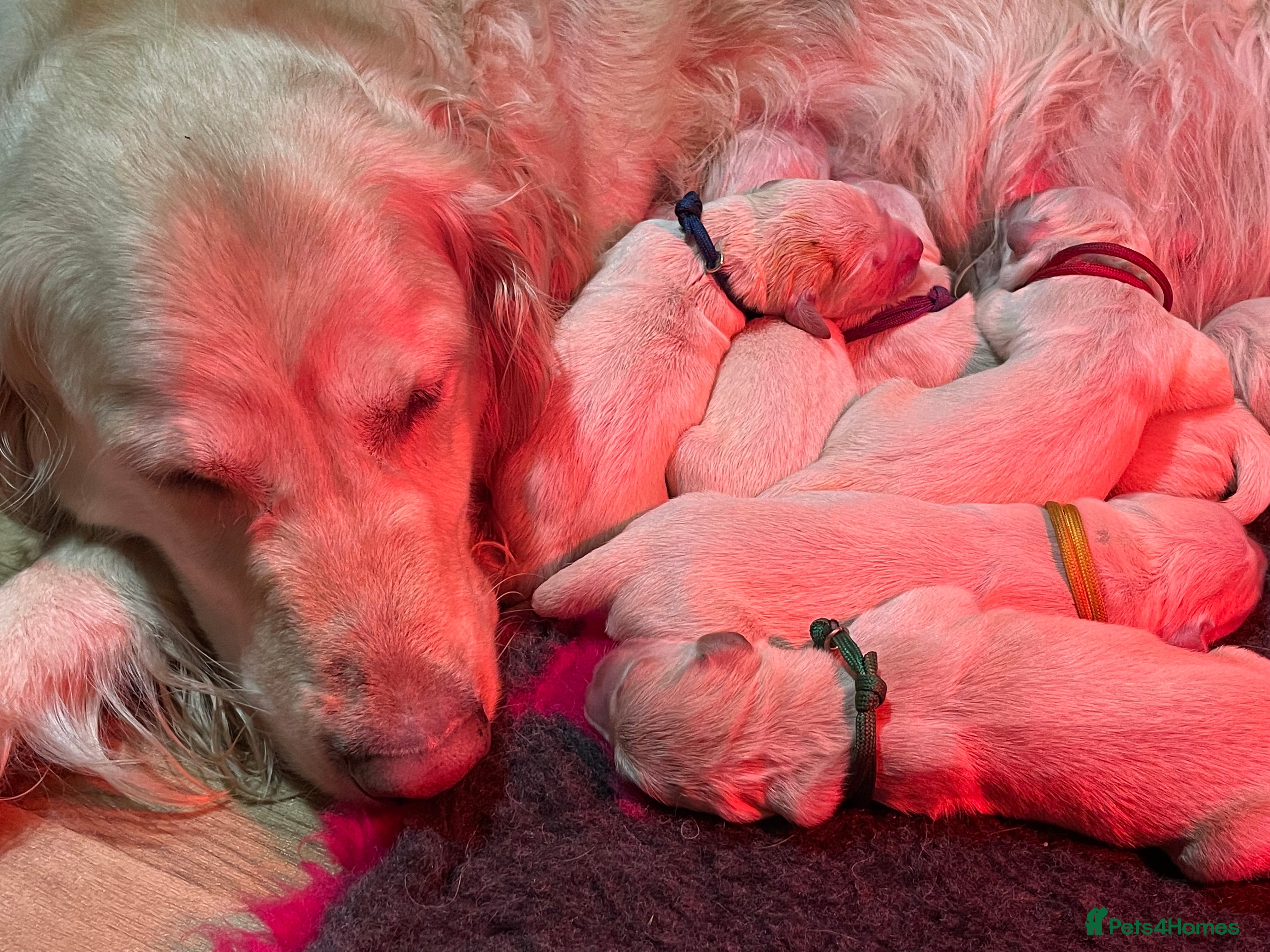 Golden Retriever dogs Beautiful Golden retriever pups - Advert 1