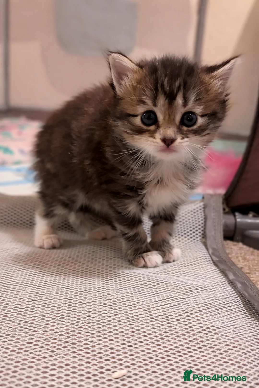 Mixed Breed cats for sale: Blue & Tabby Female Kittens – Ready 11 April - Advert 2