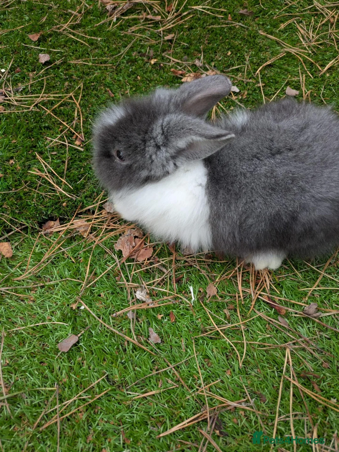 Lionhead rabbits for sale: Double main lionhead baby rabbits  in Cannock - Advert 2