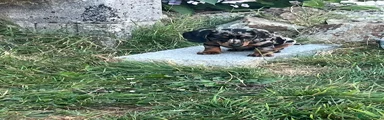 Miniature Dachshund 5
