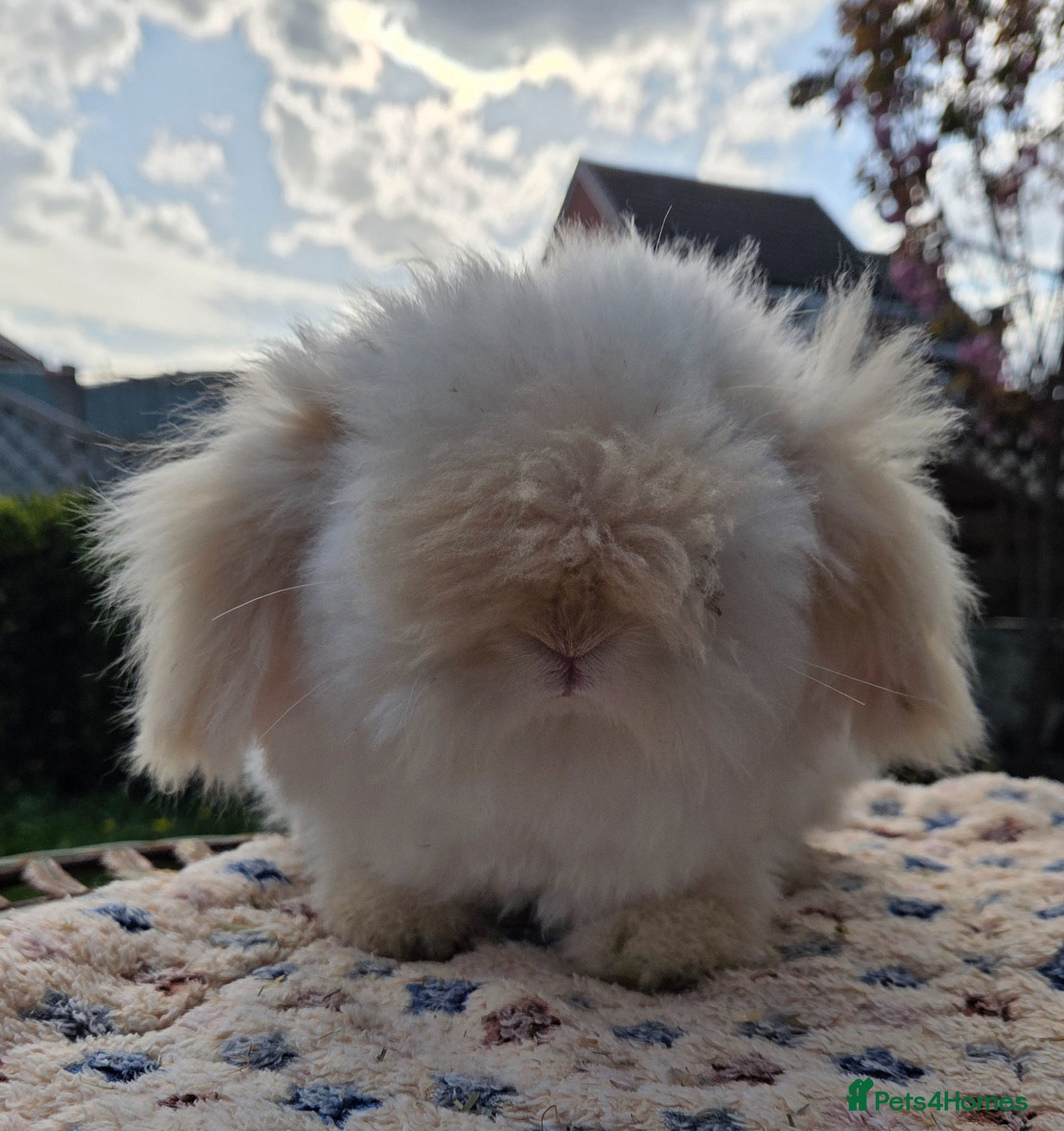 Angora rabbits for sale: Teddywidders - Advert 14