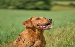Labrador Retriever dogs for sale: HEALTH TESTED CHAMPIONSHIP PEDIGREE BLACK LABRADOR - Image 4