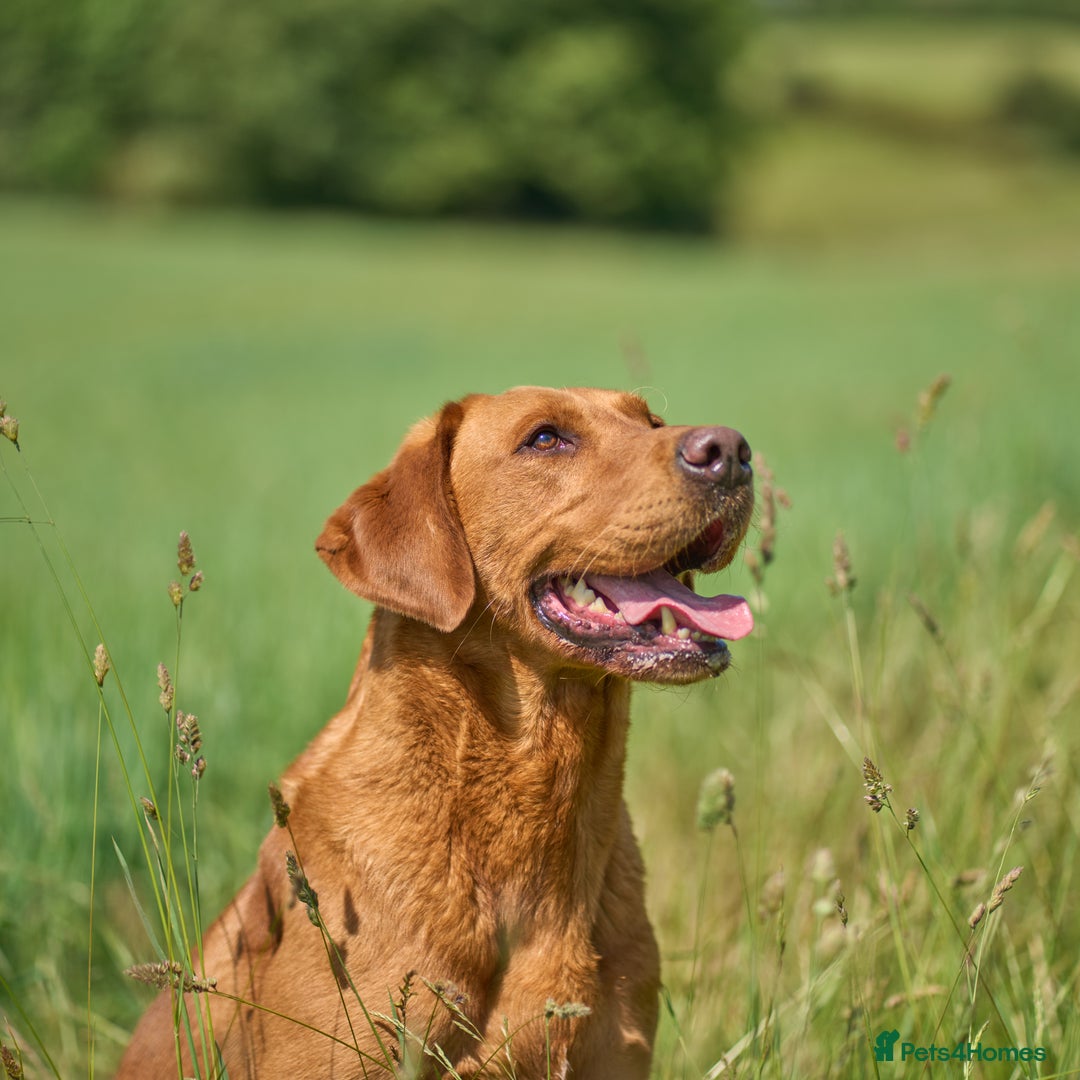 Labrador Retriever dogs for sale: HEALTH TESTED CHAMPIONSHIP PEDIGREE BLACK LABRADOR - Image 4