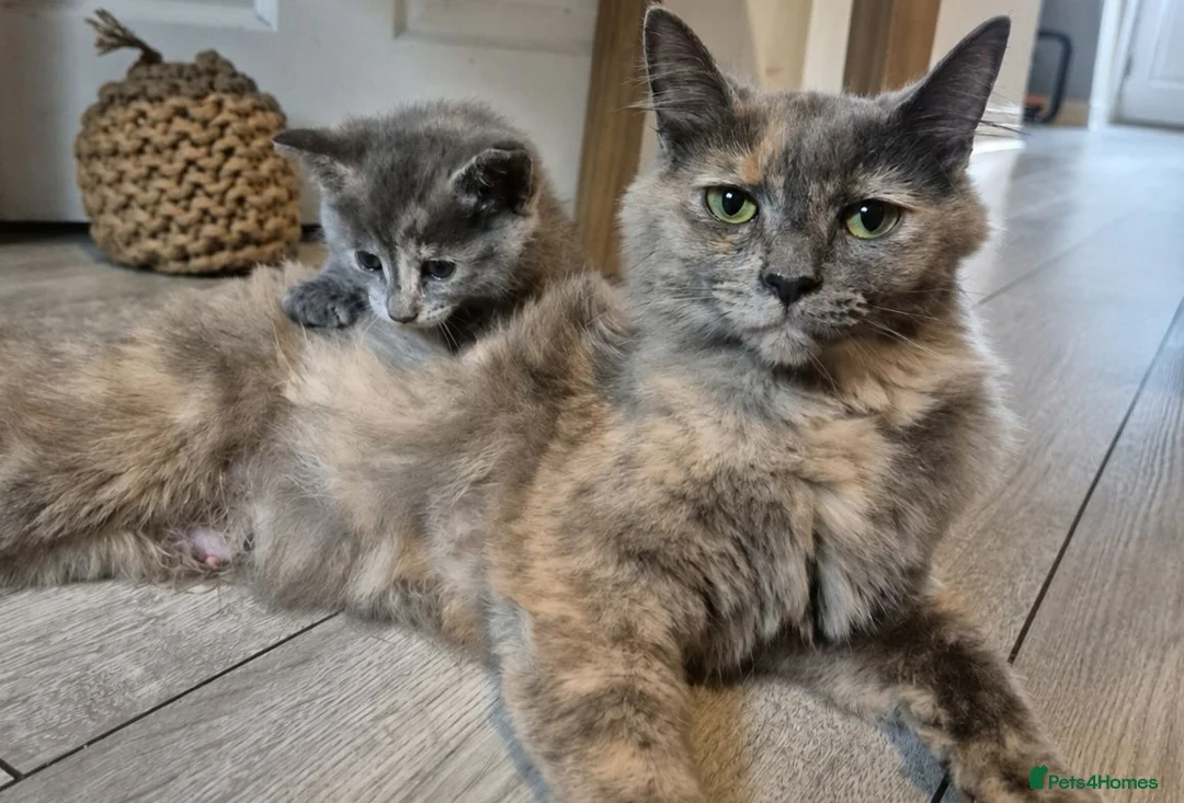 Mixed Breed cats for sale: 4 Beautiful Kittens  - Advert 2