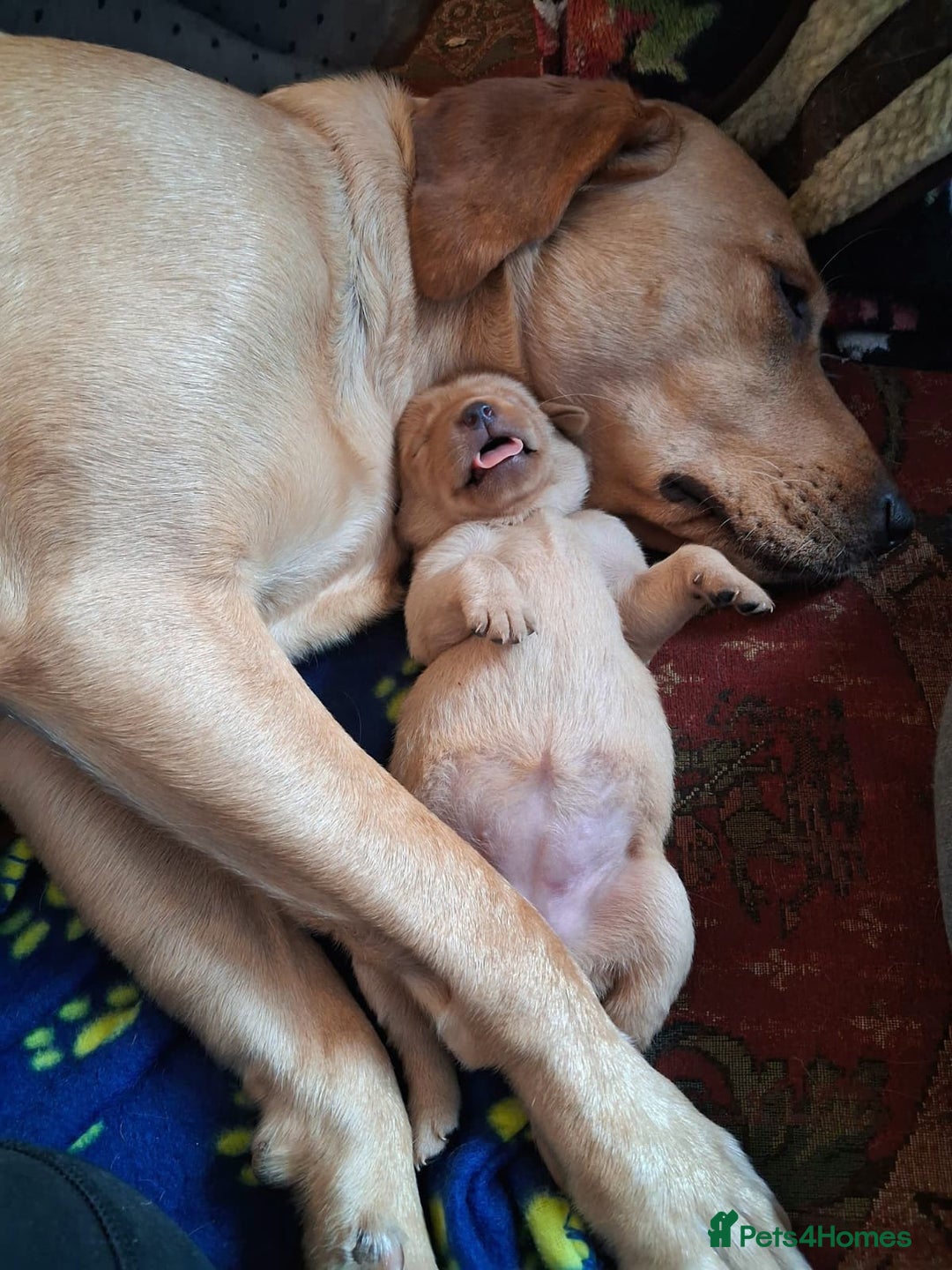 Labrador Retriever dogs for sale: Labrador Retriever Puppies (FIVE remaining) - Advert 3