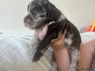 Cockapoo dogs ✨Beautiful toy cockapoo ✨ - Advert 1