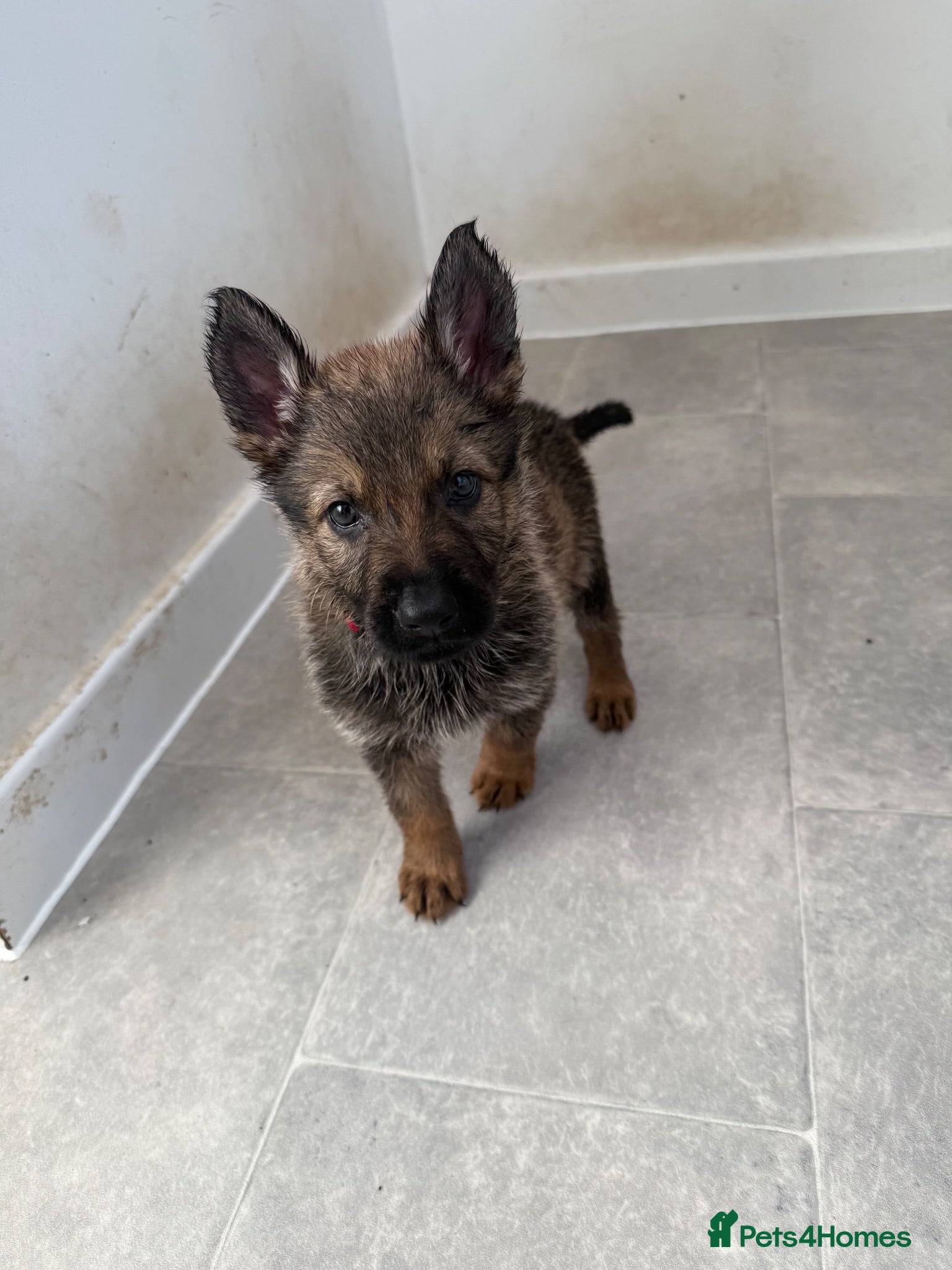 German Shepherd dogs German Shepherd Puppies – Girl and Boy Available - Advert 1