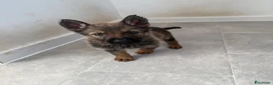 German Shepherd 2
