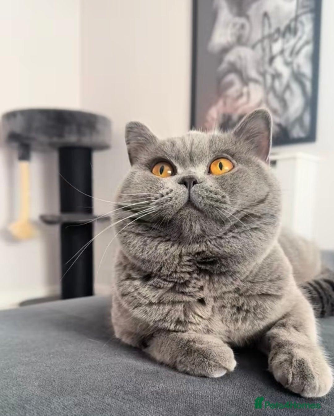 British Shorthair cats for sale: Cream British Shorthair Boy - Advert 13