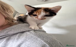 American Shorthair cats for sale: Miss diva - Image 1