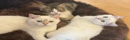 British Shorthair cats for sale:  BRITISH SHORT HAIR WHITE COLOR POINT - Advert 10