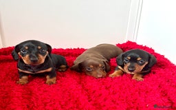 Dachshund dogs for sale: Mini dachshund puppies, PRA clear, health tested - Image 18