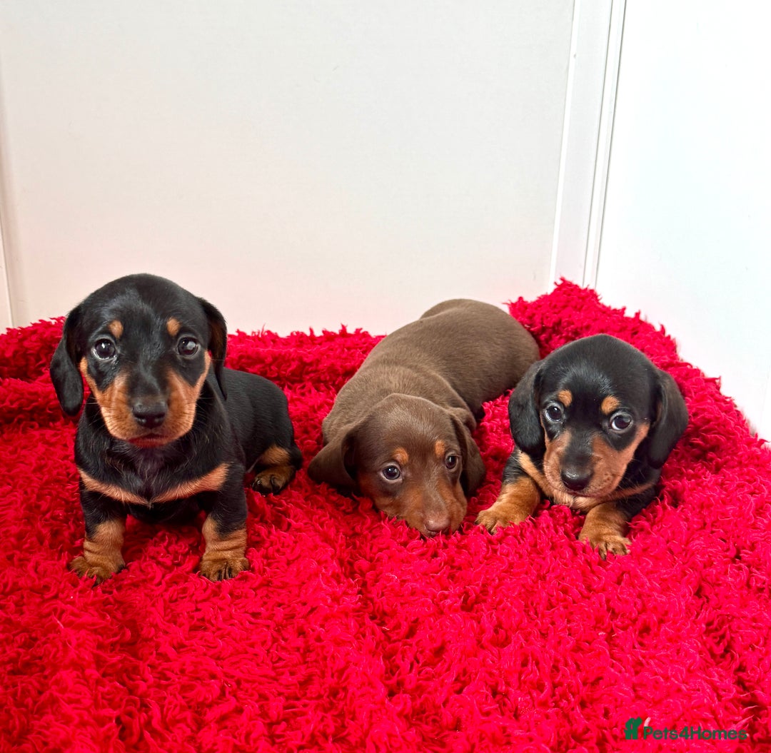Dachshund dogs for sale: Mini dachshund puppies, PRA clear, health tested - Image 18