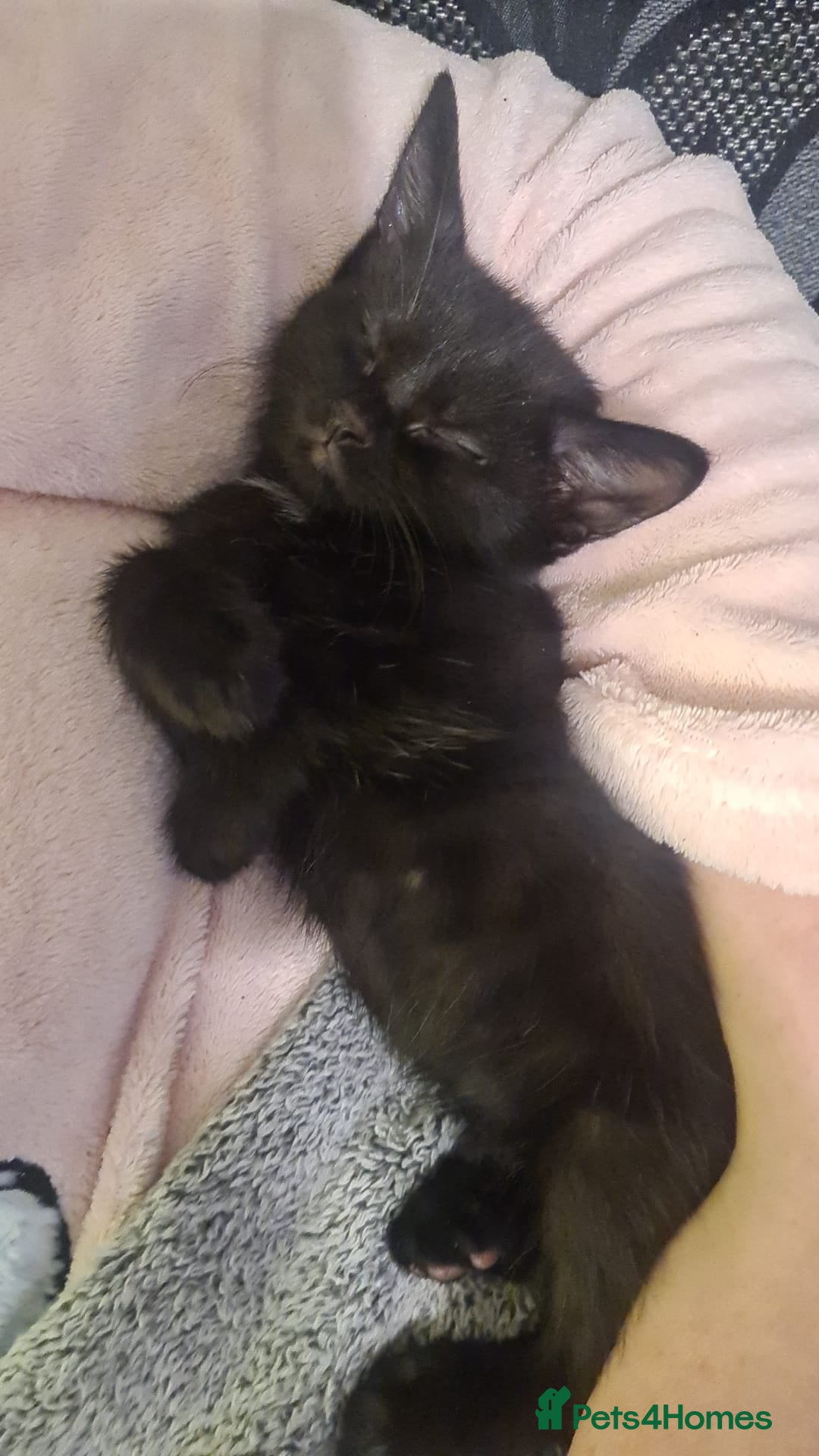 Mixed Breed cats for sale: Kittens for sale  - Advert 19