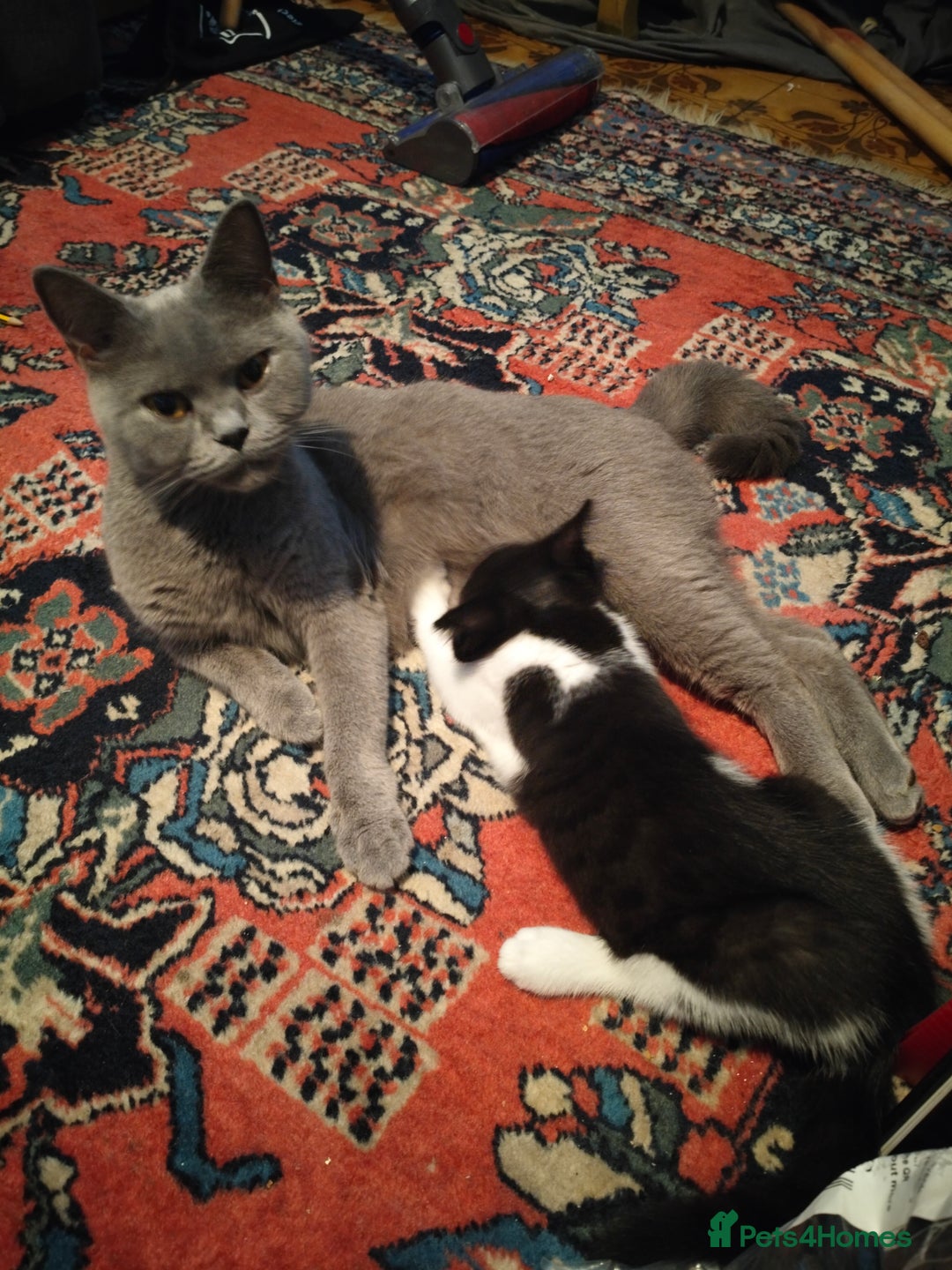 Mixed Breed cats for sale: 3 Gorgeous girls looking for home - Image 9