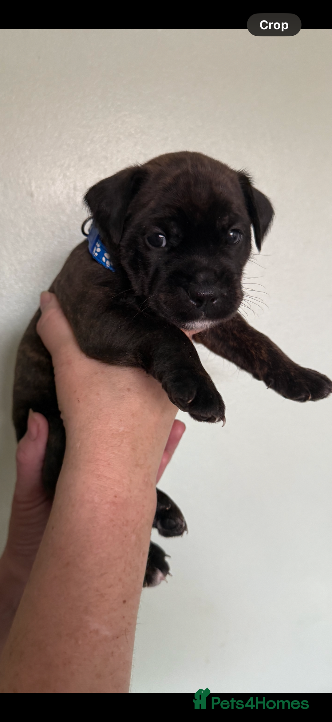 Mixed Breed dogs for sale: Lakeland x Boston terrier - Image 16