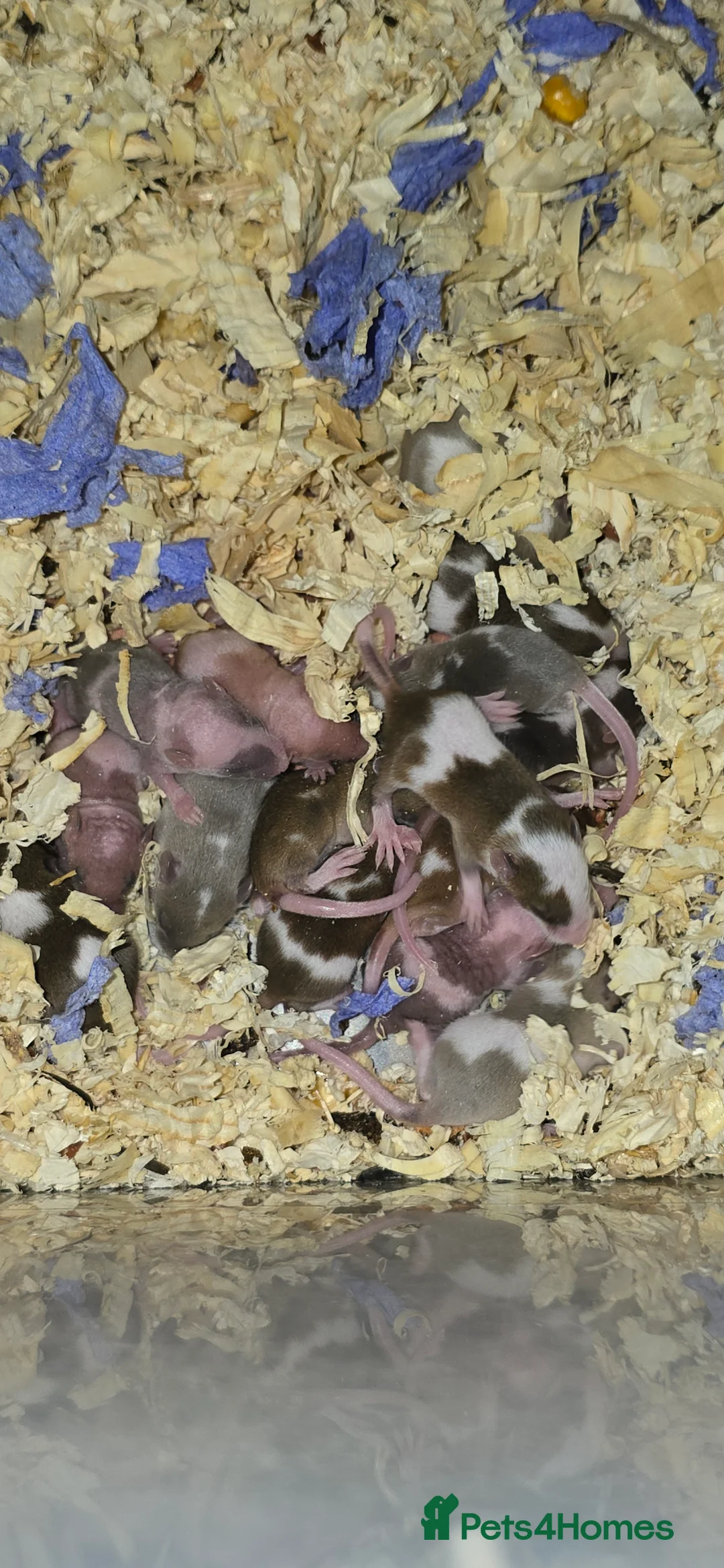 Mouse rodents for sale: Baby Fancy Mice, Mostly Female  - Advert 2
