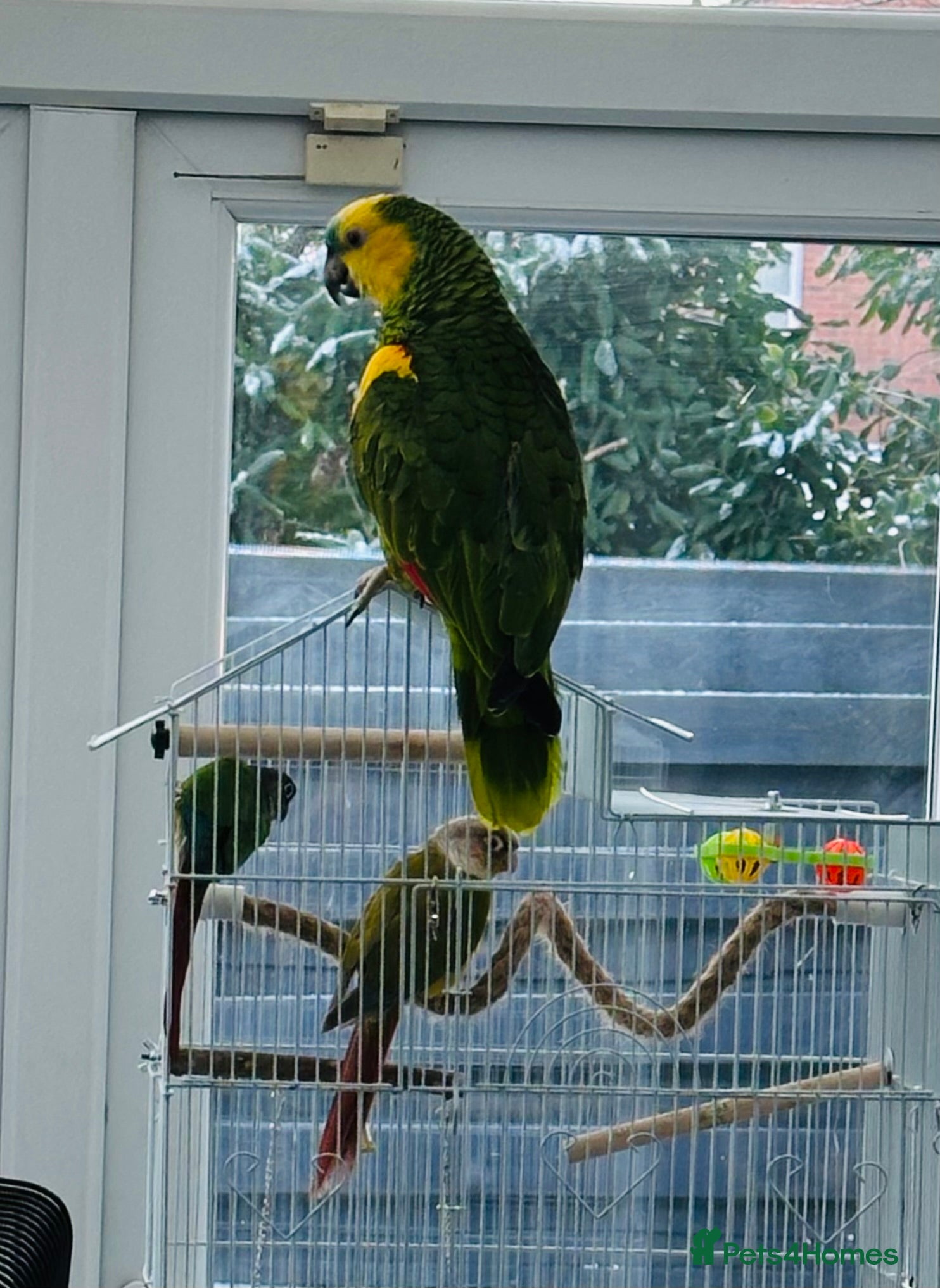 Parrots birds Blue-Fronted Amazon parrot - Advert 4