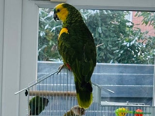 Parrots birds Blue-Fronted Amazon parrot - Advert 7