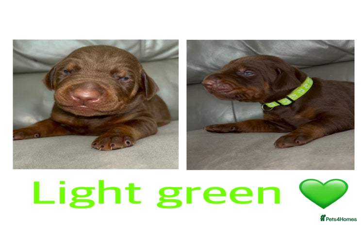 Dobermann dogs - Advert 4