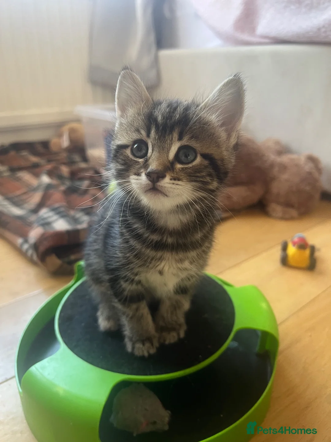 Mixed Breed cats for sale: 3 Beautiful Female Kittens, Black and Two Tabby  - Advert 2