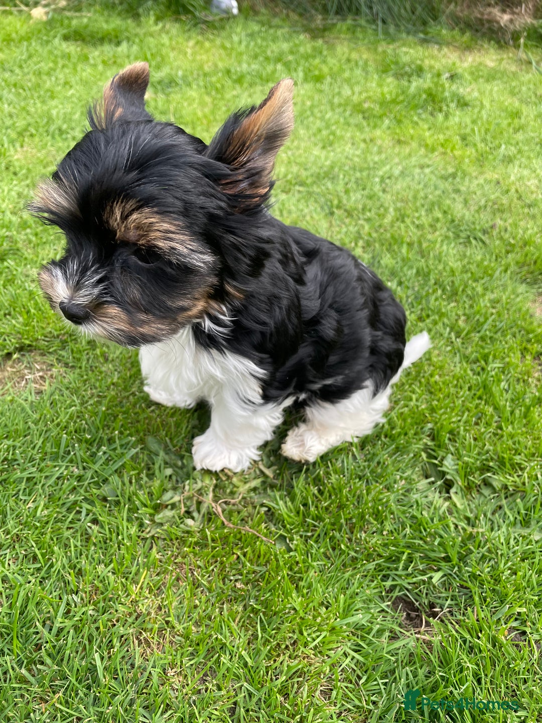 Yorkshire Terrier dogs for sale: York puppies for sale - Image 21