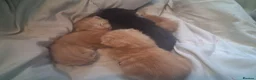 Maine Coon cats for sale: 4 purebreed maincoon babies  - Advert 3