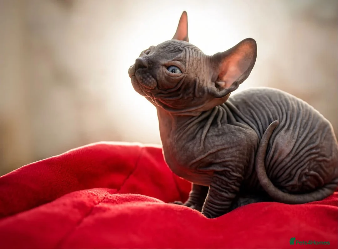 Sphynx cats for sale: Canadian sphynx kittens  - Advert 40
