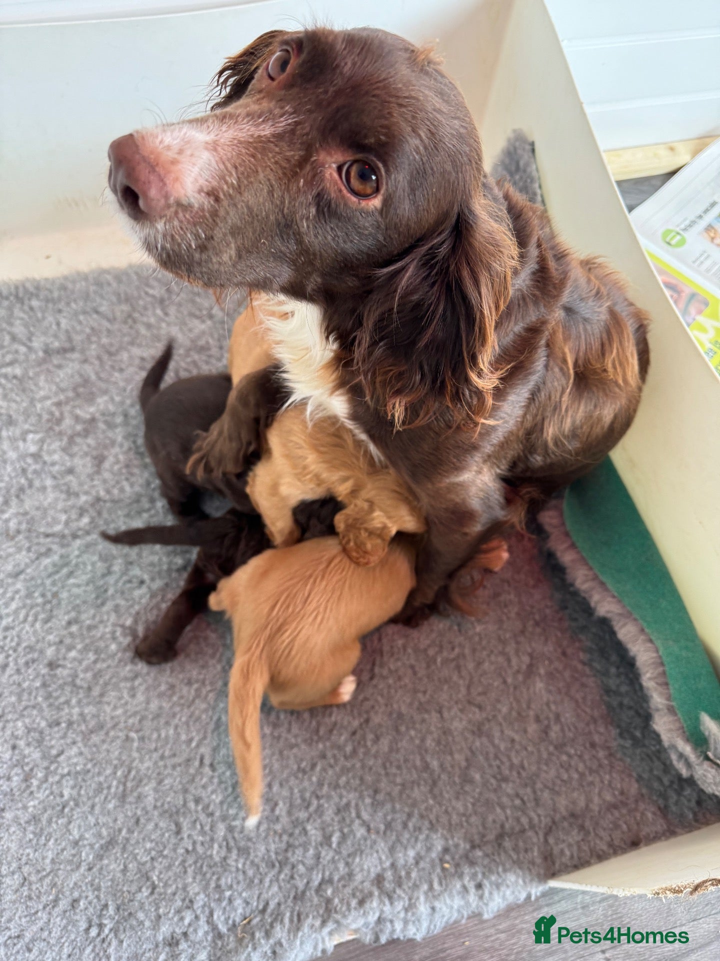 Cocker Spaniel dogs Working cocker spaniel puppies - Advert 2