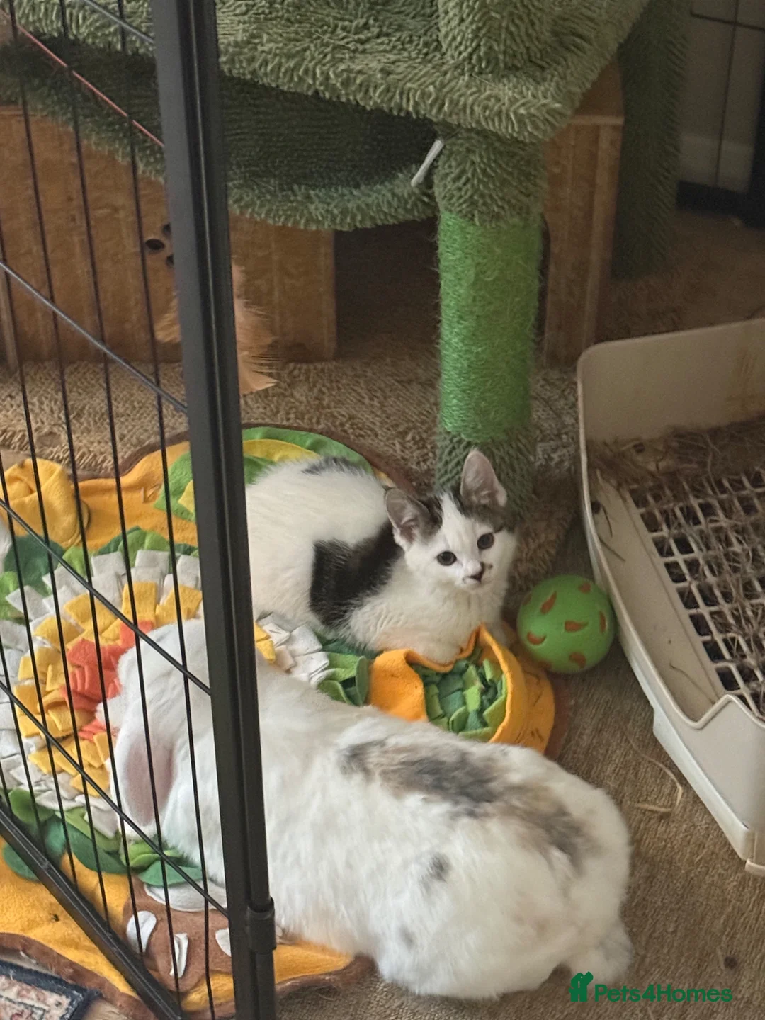 British Shorthair cats for sale: Gorgeous female kitten looking for forever home  - Advert 3